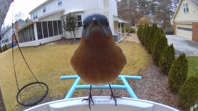 Customer photo review of Birdfy Feeder - AI-Powered Smart Bird Feeder with Camera