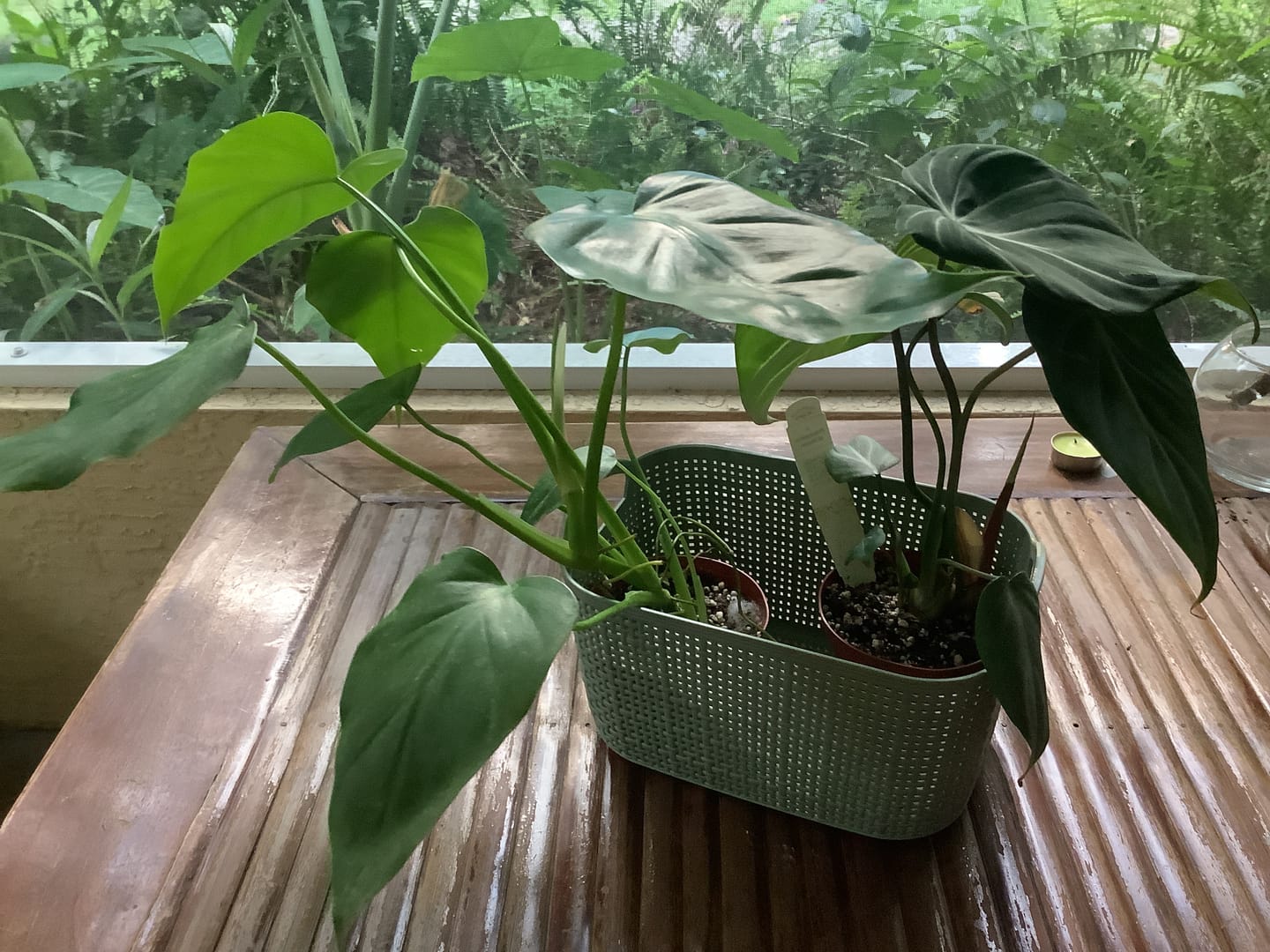 Customer photo review of Philodendron giganteum