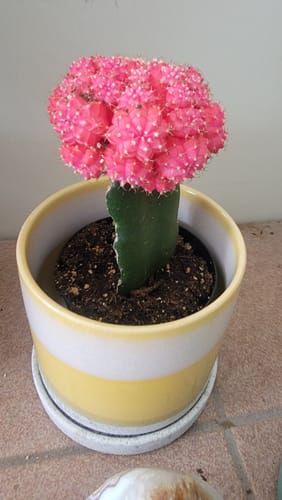 Customer photo review of Gymnocalycium mihanovichii freidrichii | Moon Cactus Pink