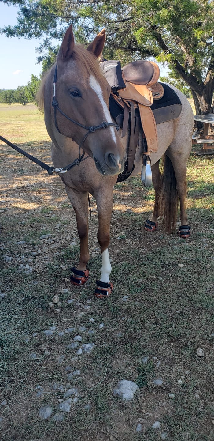 Customer photo review of Renegade® Viper Shield™ Hoof Boot Seconds - Arizona Copper