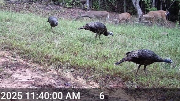 Customer photo review of GardePro X60P Live Max (Cellular)