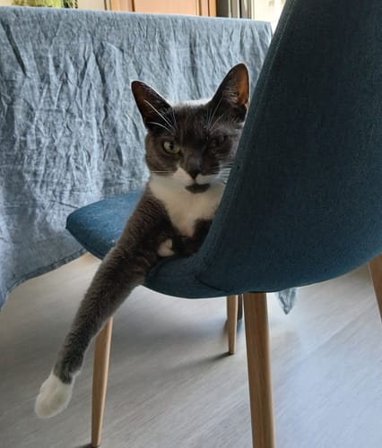 Avis photo d'un client sur Pâtée Chat Stérilisé Sans Céréales - Saumon
