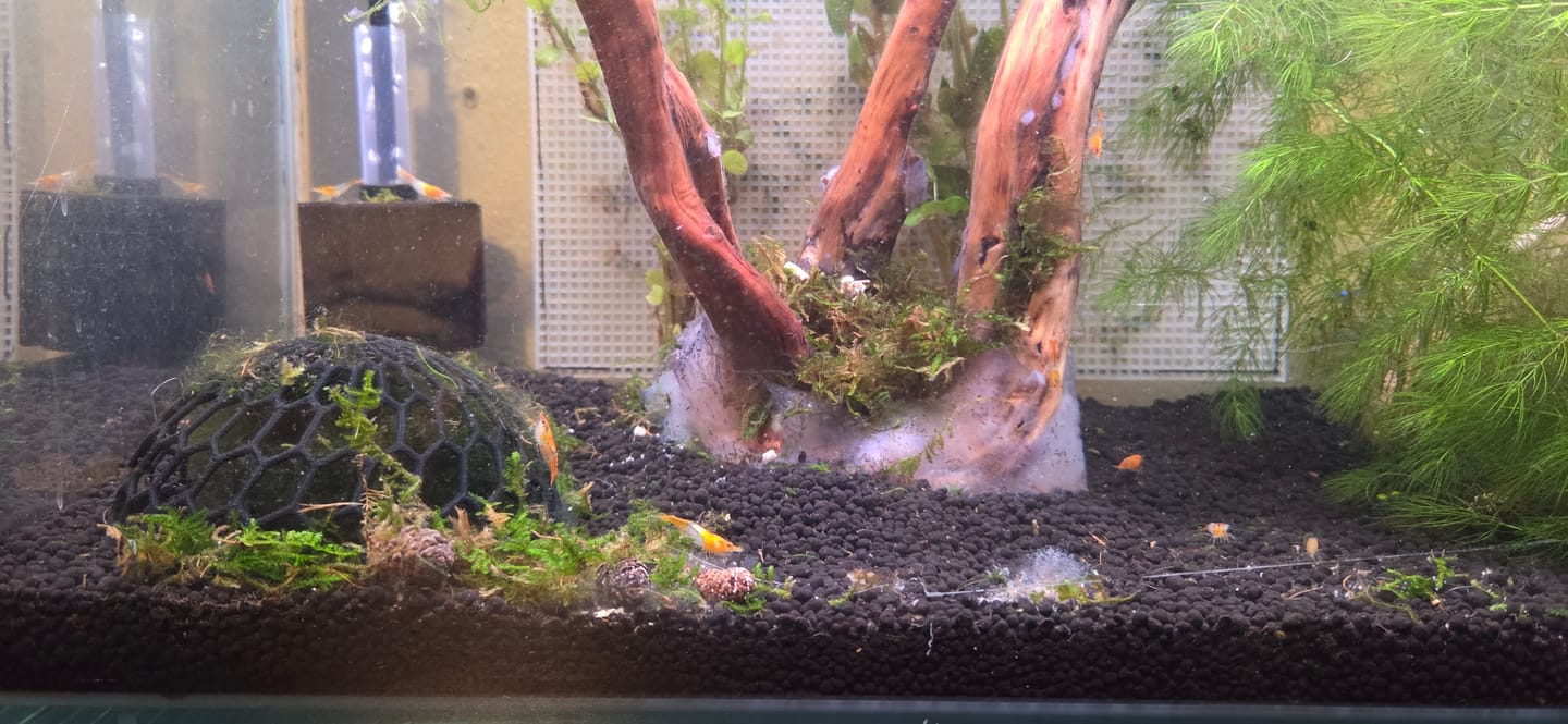 Customer photo review of Orange Rili Shrimp