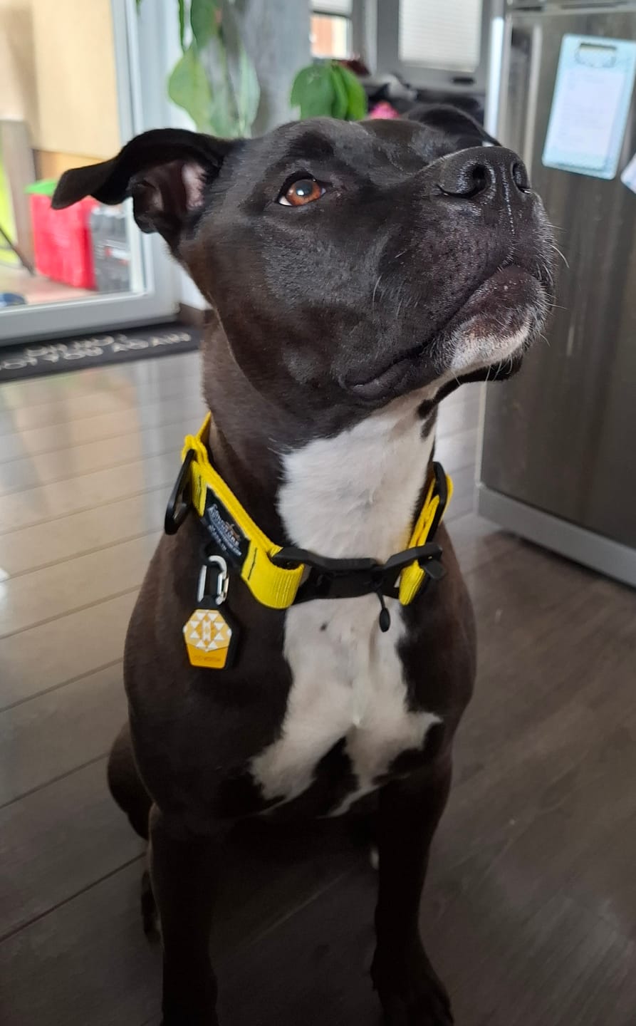 Customer photo review of Dandelion Yellow - Silent Dog ID Tag