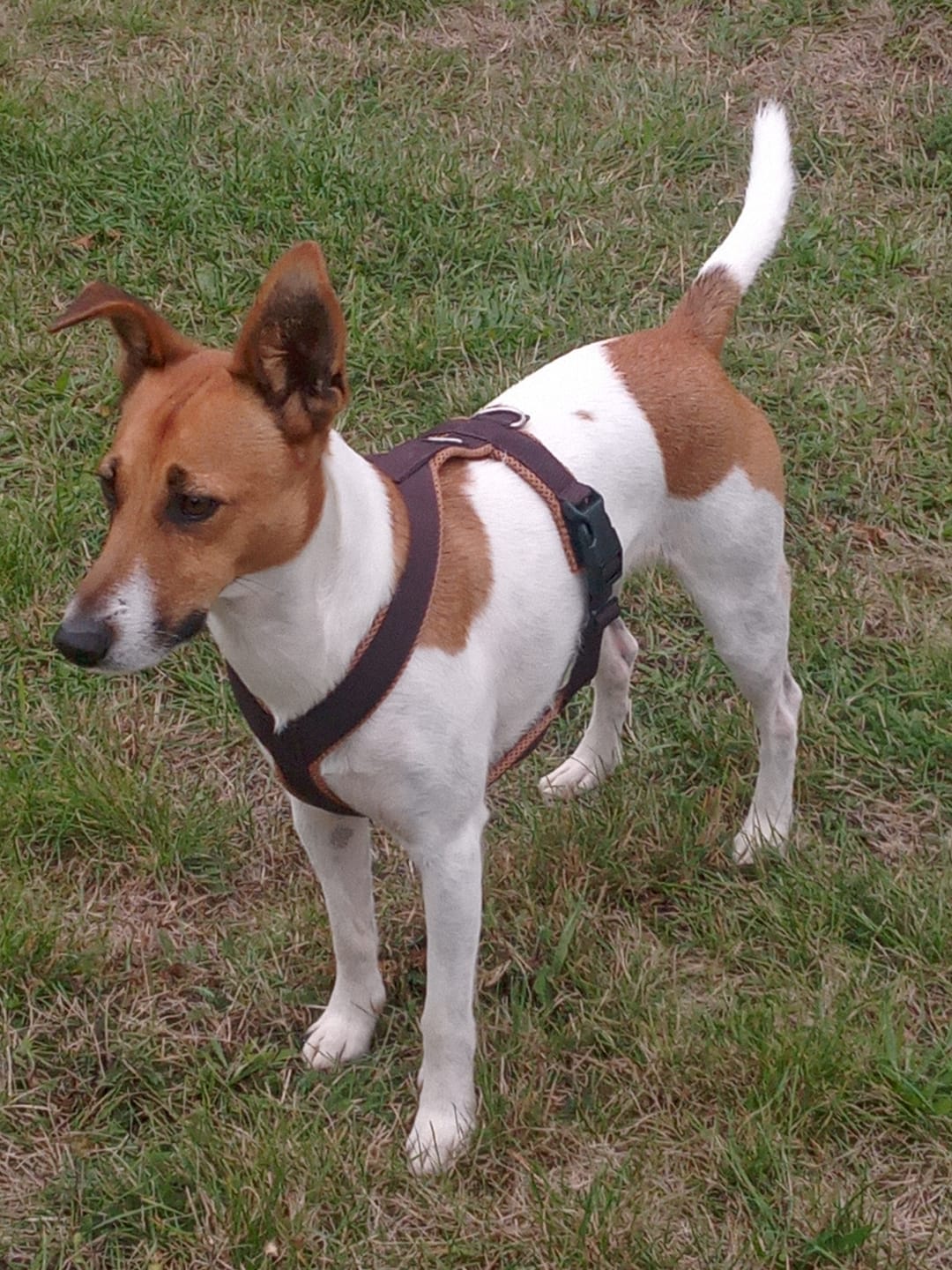 Customer photo review of Windhundgeschirr FUN "Toffee"