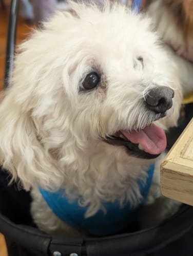 Customer photo review of FunFunPet 高機能ハーネス（お名前タグ作成サービス付き）