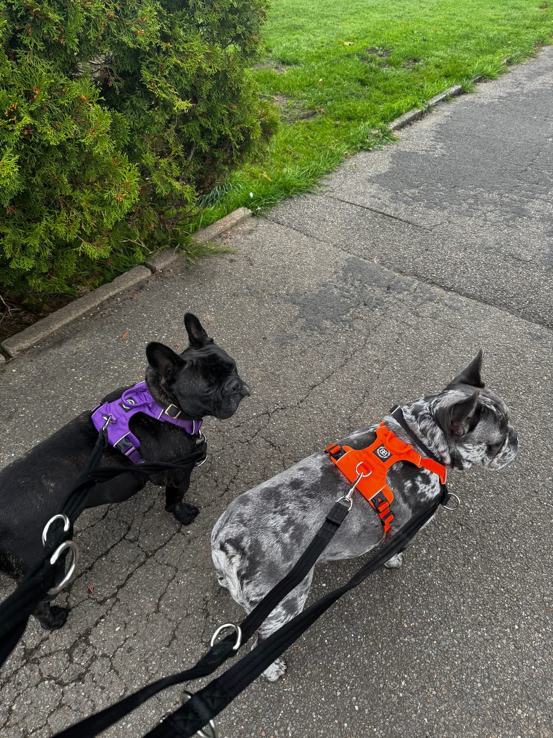 Customer photo review of Air Harness | Anti-Pull & With Handle - Purple