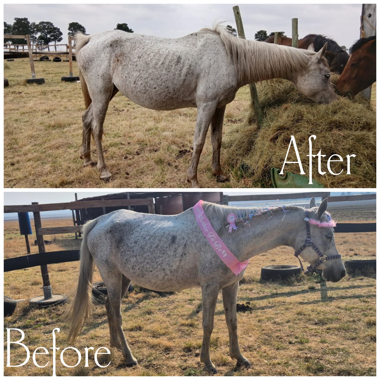 Customer photo review of Equimin Trophy (Supplement For Horses & Game)
