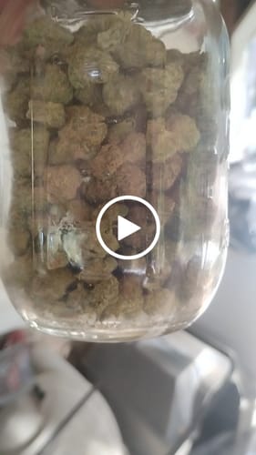 Customer video review of Indoor Micros