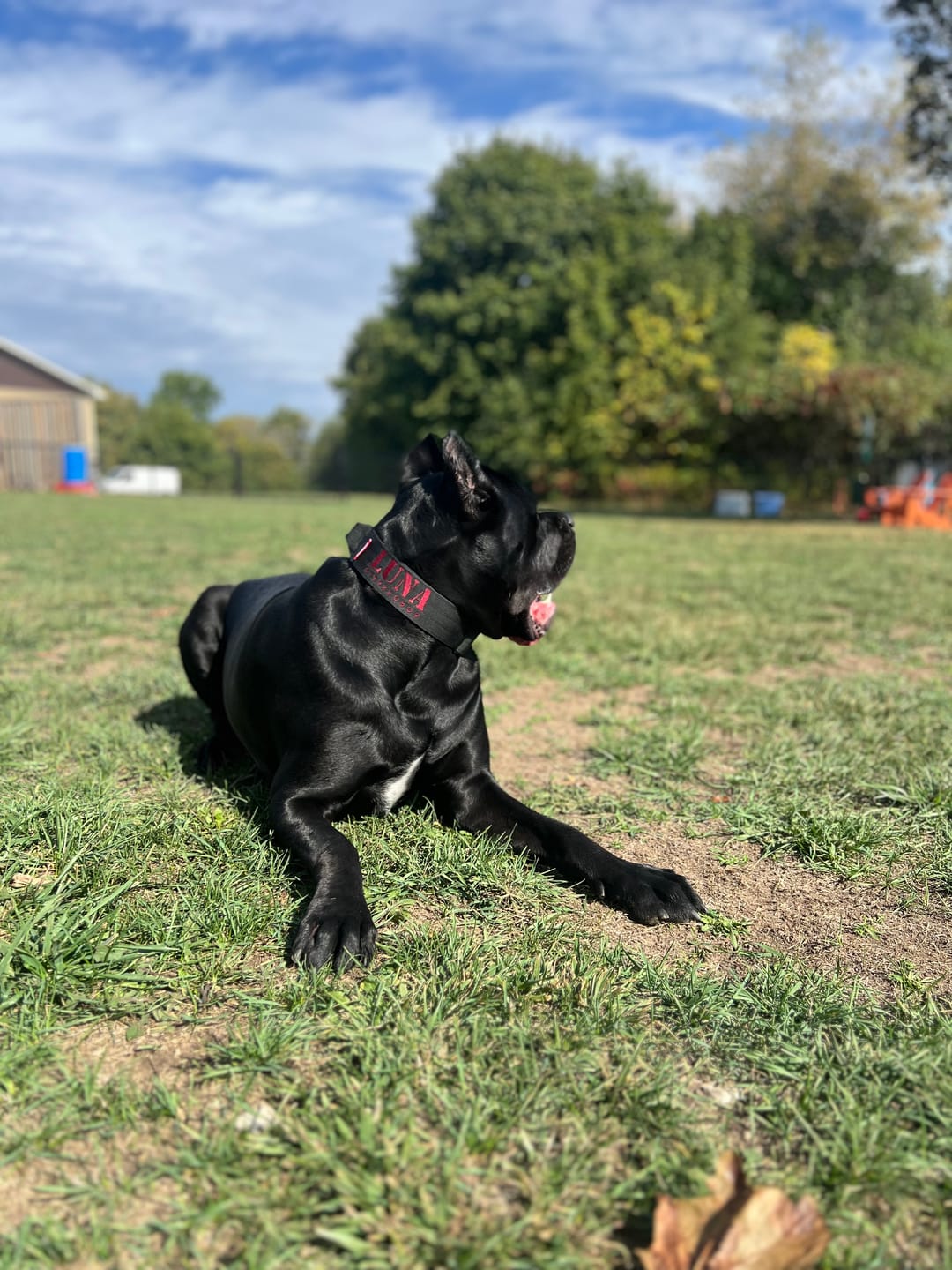 Customer photo review of 2" Tactik Dog Collar - Black