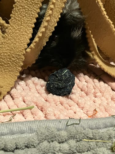 Customer photo review of 🌙 Zeit zum Träumen – Premium Snack‑Bälle für entspannte Kuschelstunden