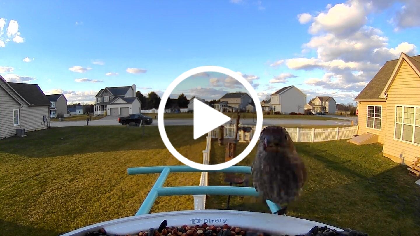 Customer video review of Birdfy Feeder - AI-Powered Smart Bird Feeder with Camera