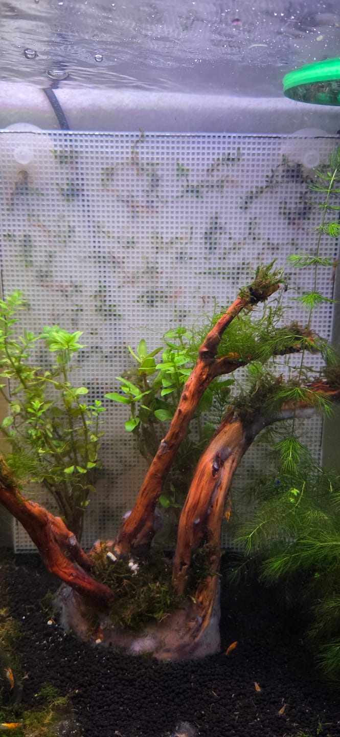 Customer photo review of Java Moss (Golf Ball Size)