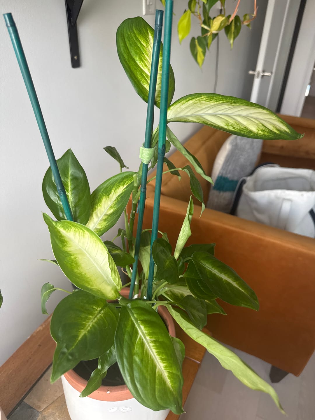 Customer photo review of Leaf Cleanse