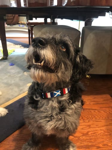 Customer photo review of Russia Dog Collar | Quick Release or Martingale Style | Made in NJ, USA