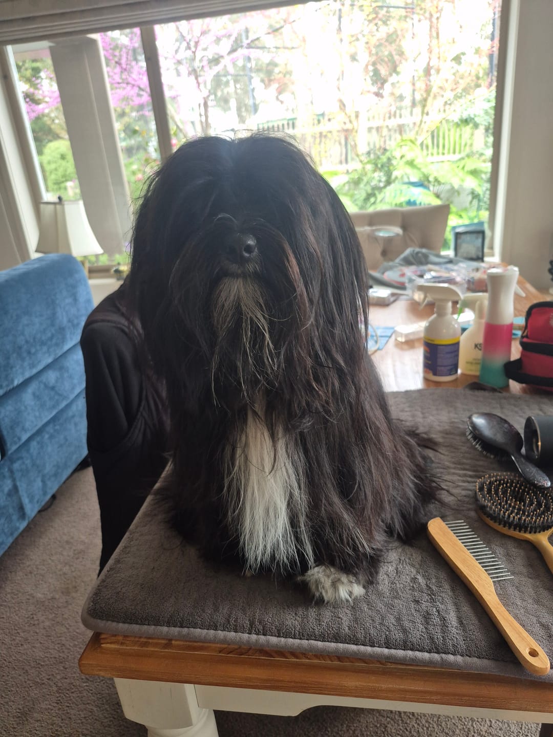 Customer photo review of Queen's Brush - Royal Mane & Tail Brush