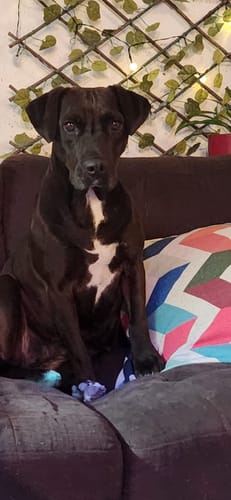 Customer photo review of BRAVERY SALMÓN DOG ADULT| Perro Adulto Raza Mediana y Grande Salmón 12 kg POS