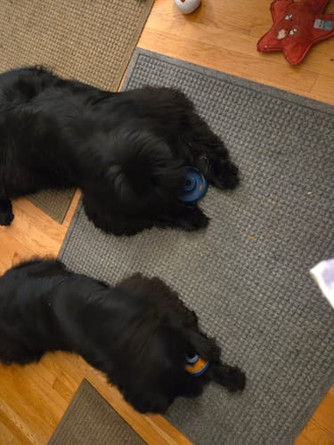 Customer photo review of Freez Doughnut - Super Durable Treat Toy