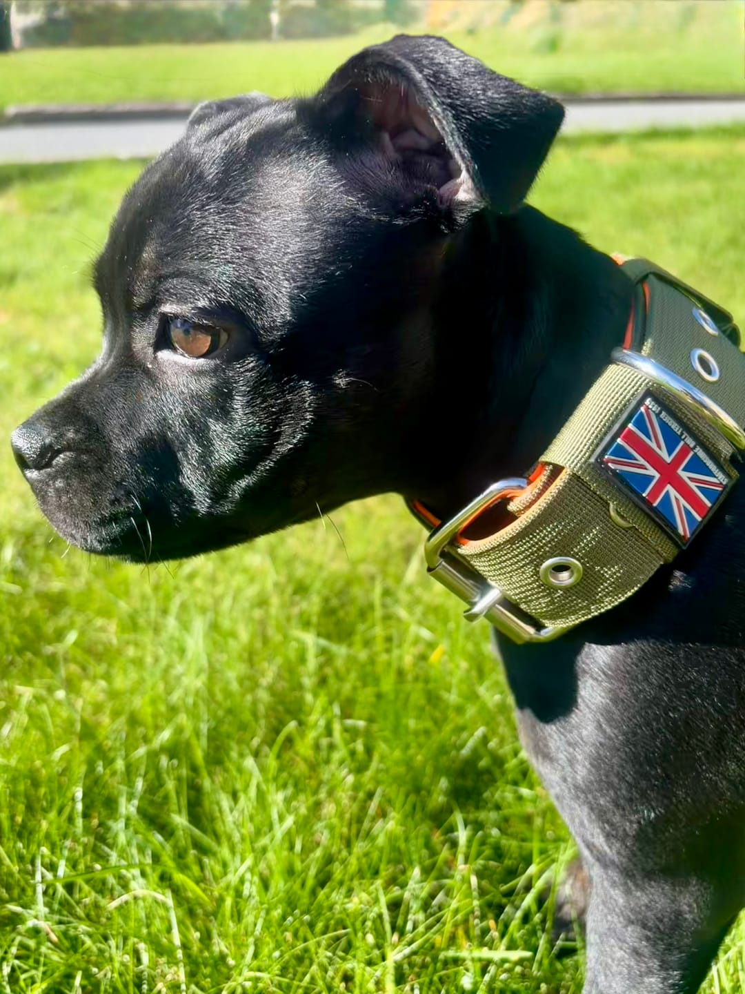 Customer photo review of Staffordshire Bull Terrier 1935® Nylon Collar - Stitch Edition - Green & Neon Orange