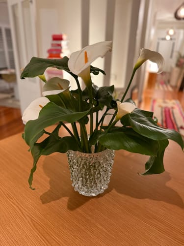 Customer photo review of Amara Spike Glass Vase Clear