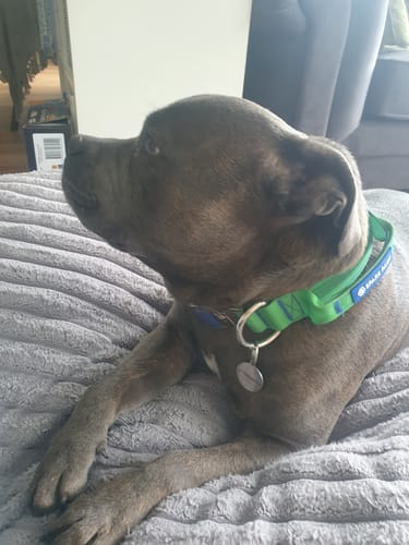 Customer photo review of Comfort Control Collar - Lime Wave