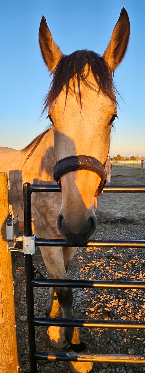 Customer photo review of Fantasia's Sparkle-Hybrid Halter