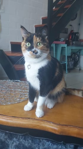 Customer photo review of BRAVERY SALMON ADULT CAT STERILIZED 7 KG| Gato Adulto Esterilizado Salmón POS
