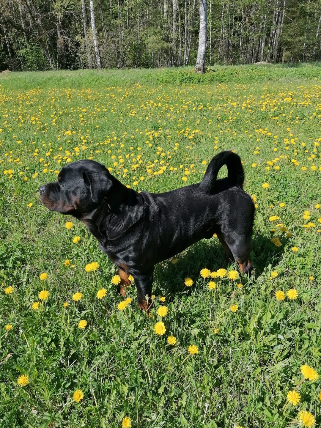 Customer photo review of For Large Joints & Bones | Dog Supplement for Large Dogs