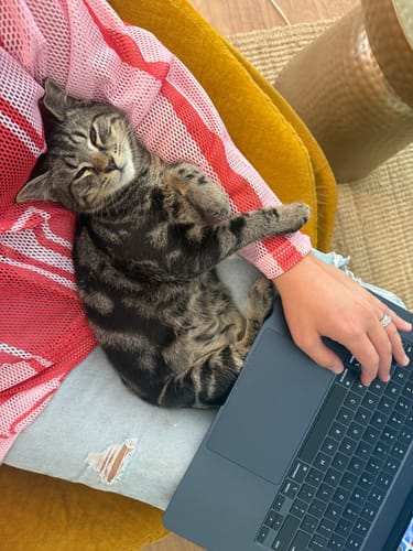 Customer photo review of 3 Month Supply - 1 Cat