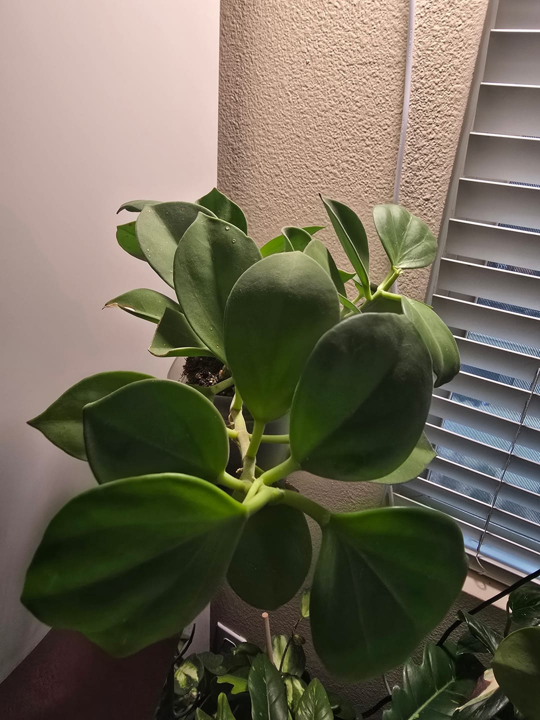 Customer photo review of Hoya pachyclada