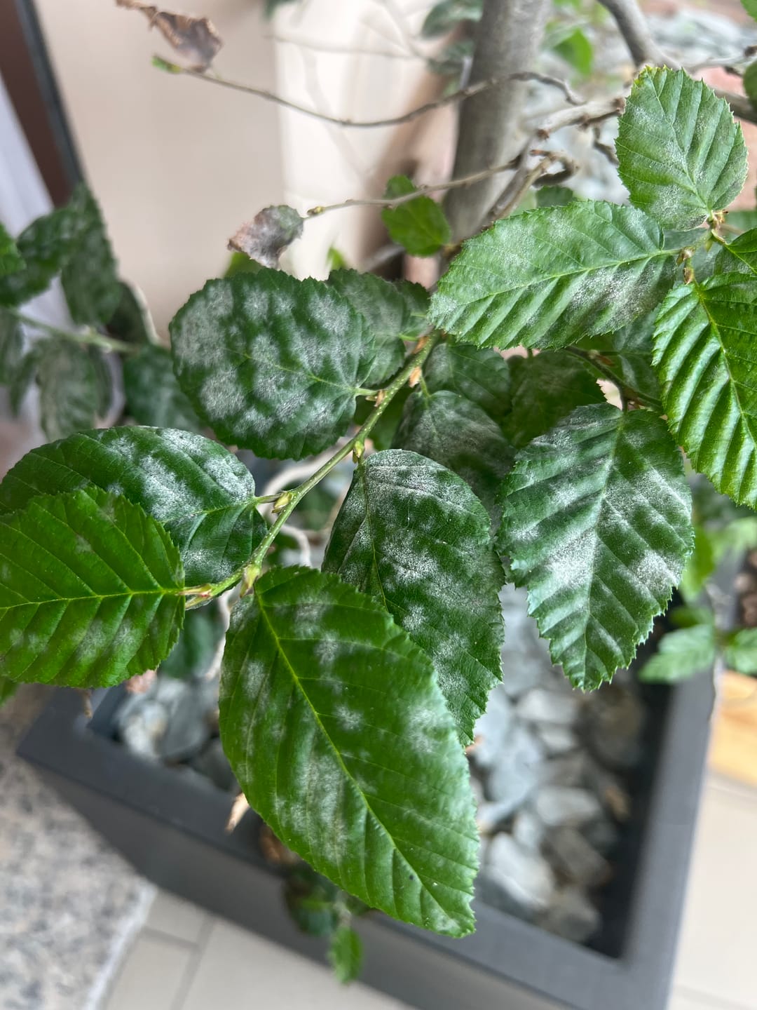 Customer photo review of TOTAL FORCE CB® (AFIDI, COCCINIGLIA, RAGNETTO ROSSO, MAL BIANCO)