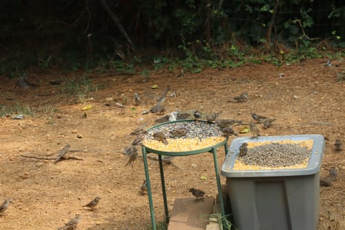 Customer photo review of Wild Delight Nut N’ Berry® Bird Seed