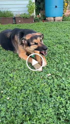 Customer video review of Large Dog Black Friday Bundle II (4x 5oz Jerky Bags + 4x LARGE Smoked Marrow Bones)