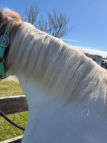 Customer photo review of Queen's Brush - Royal Mane & Tail Brush