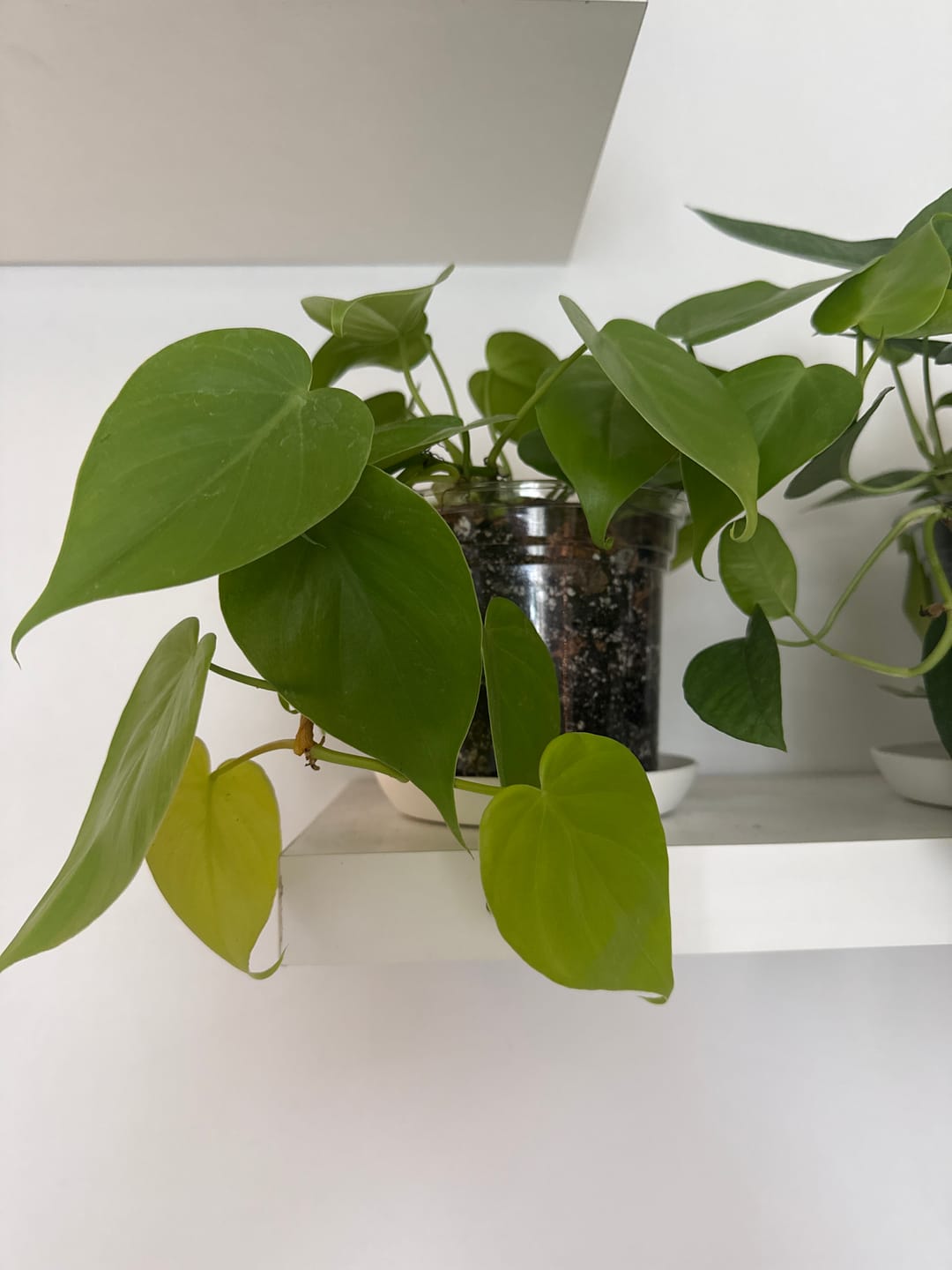 Customer photo review of Philodendron hederaceum 'Lemon Lime'