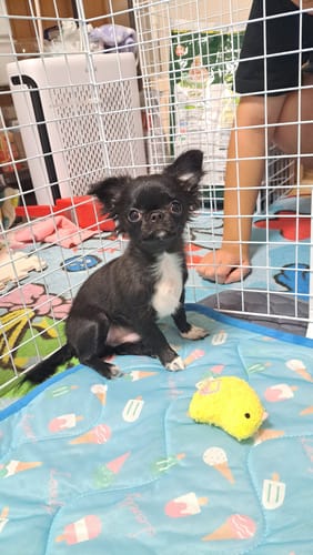 Customer photo review of FunFunPet 高機能ハーネス（お名前タグ作成サービス付き）