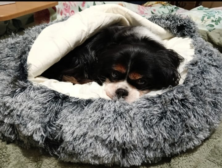 Customer photo review of Pet Cave Dog Bed - Removable Cover