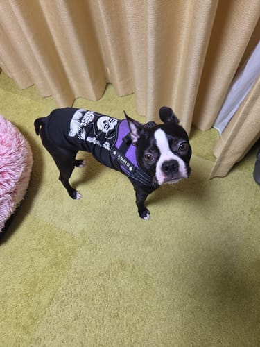 Customer photo review of 【プレミアム版】FunFunPet 高機能ハーネス （お名前タグ作成サービス付き）