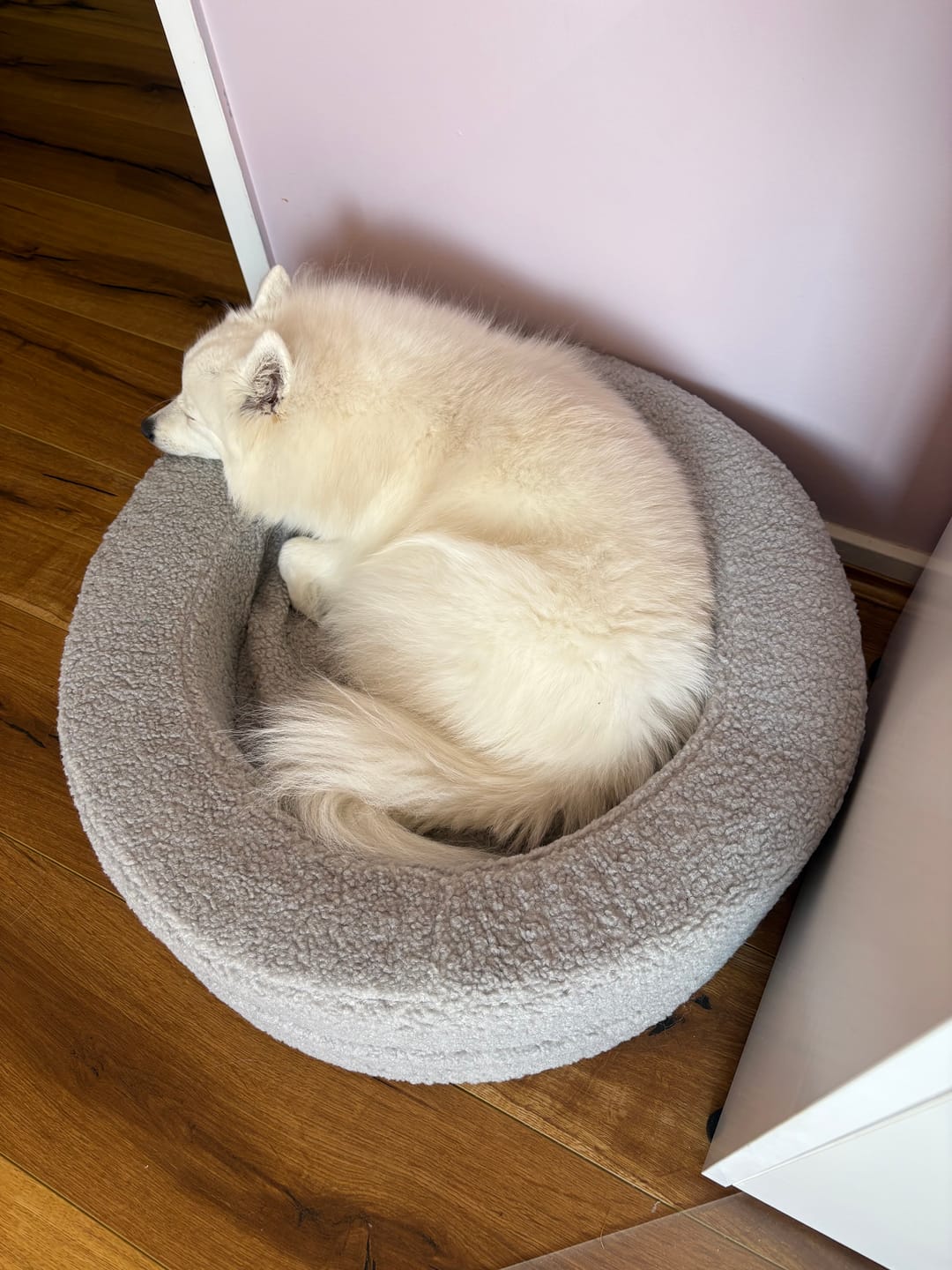 Customer photo review of Orthopedic Memory Foam Dog Donut Bed