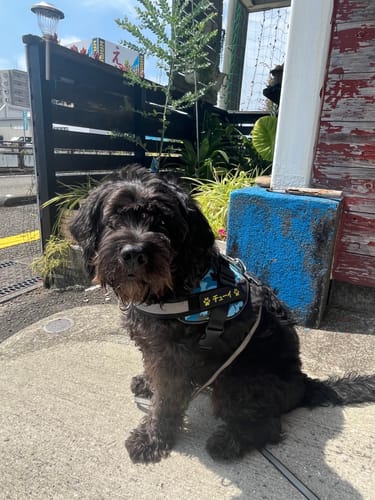 Customer photo review of FunFunPet 高機能ハーネス（お名前タグ作成サービス付き）