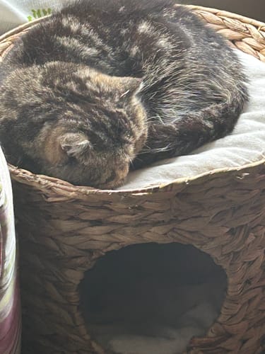 Customer photo review of 3 Month Supply - 2 Cats