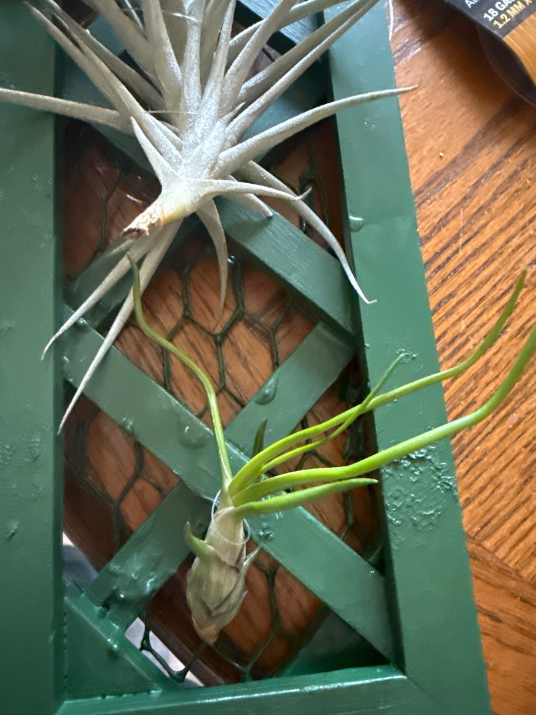 Customer photo review of Bulbosa