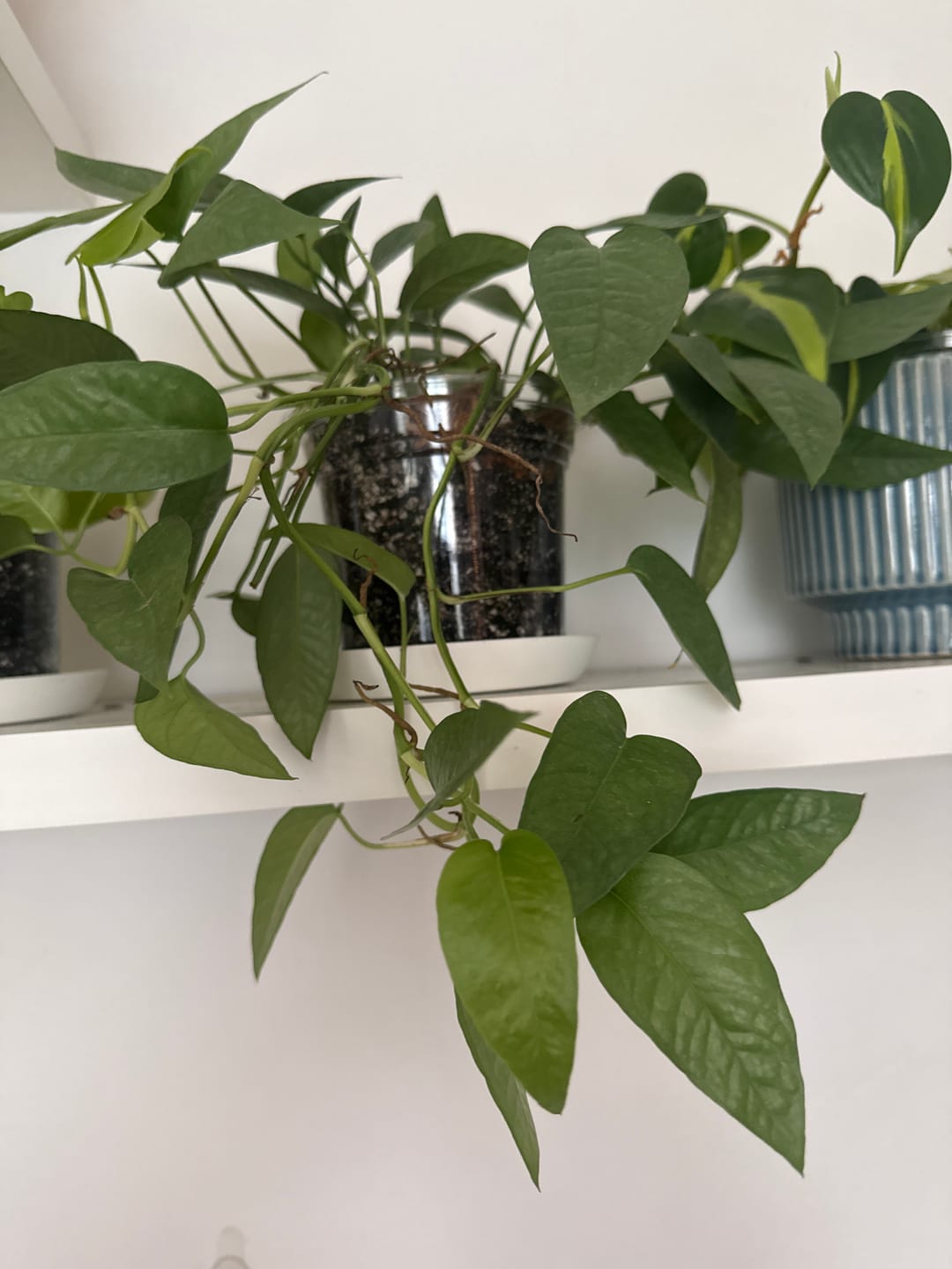 Customer photo review of Pothos Epipremnum pinnatum 'Cebu Blue'