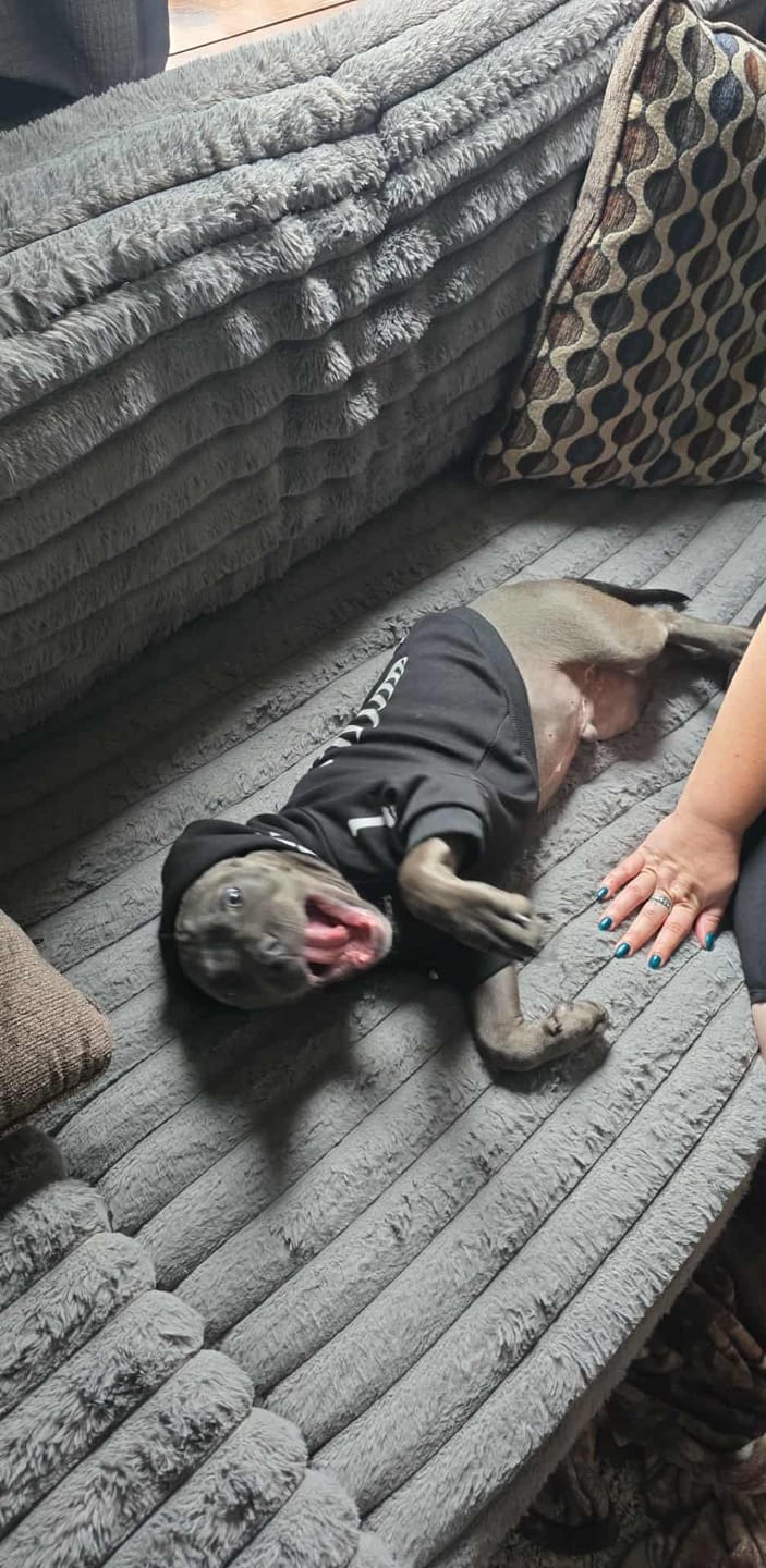 Customer photo review of Halloween Dog Hoodie - Reflective Skeleton