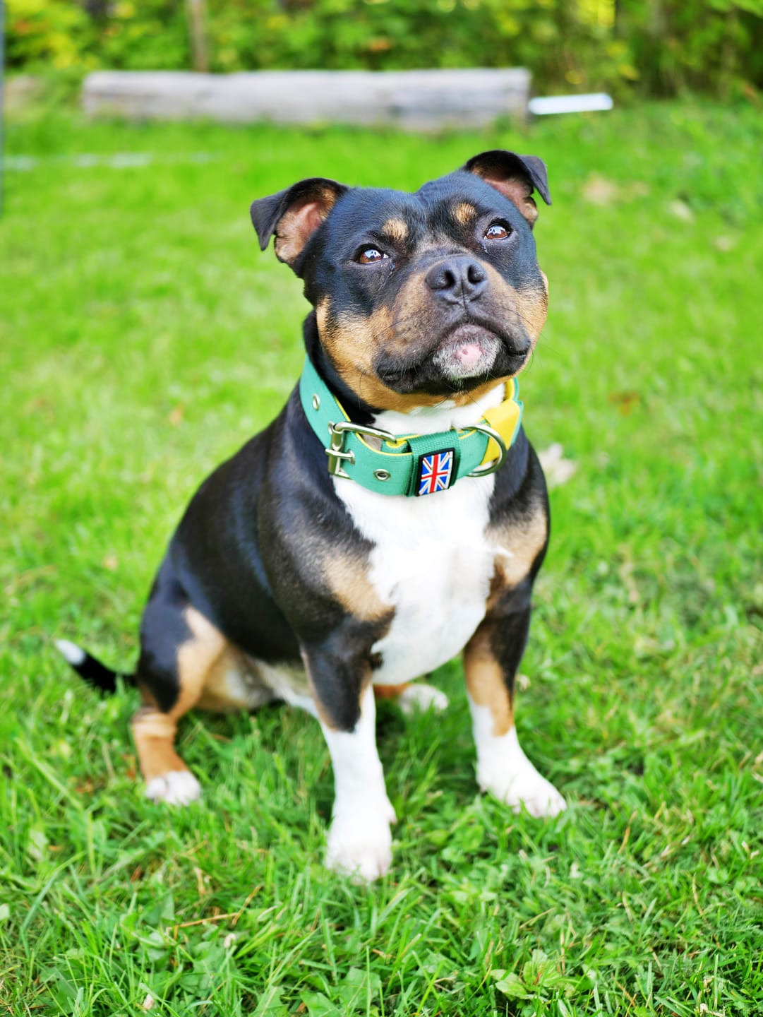 Customer photo review of Staffordshire Bull Terrier 1935® Nylon Collar - Venom Edition - Green & Yellow
