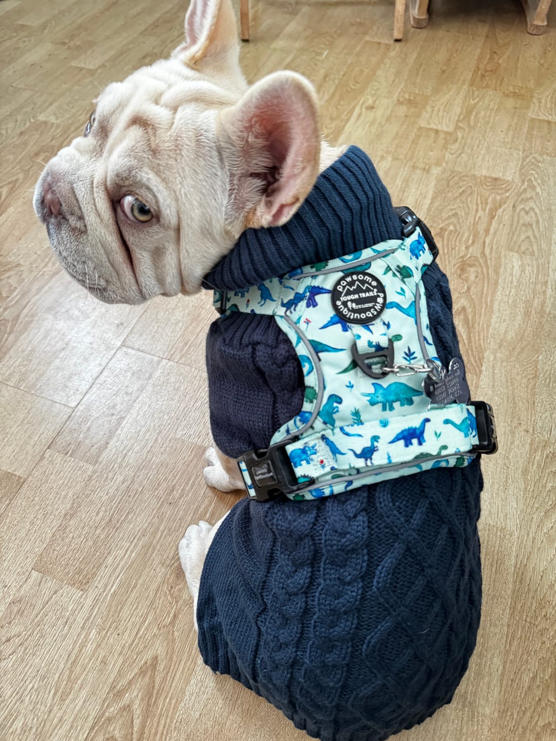 Customer photo review of Tough Trails™ Harness - Dinky Dino