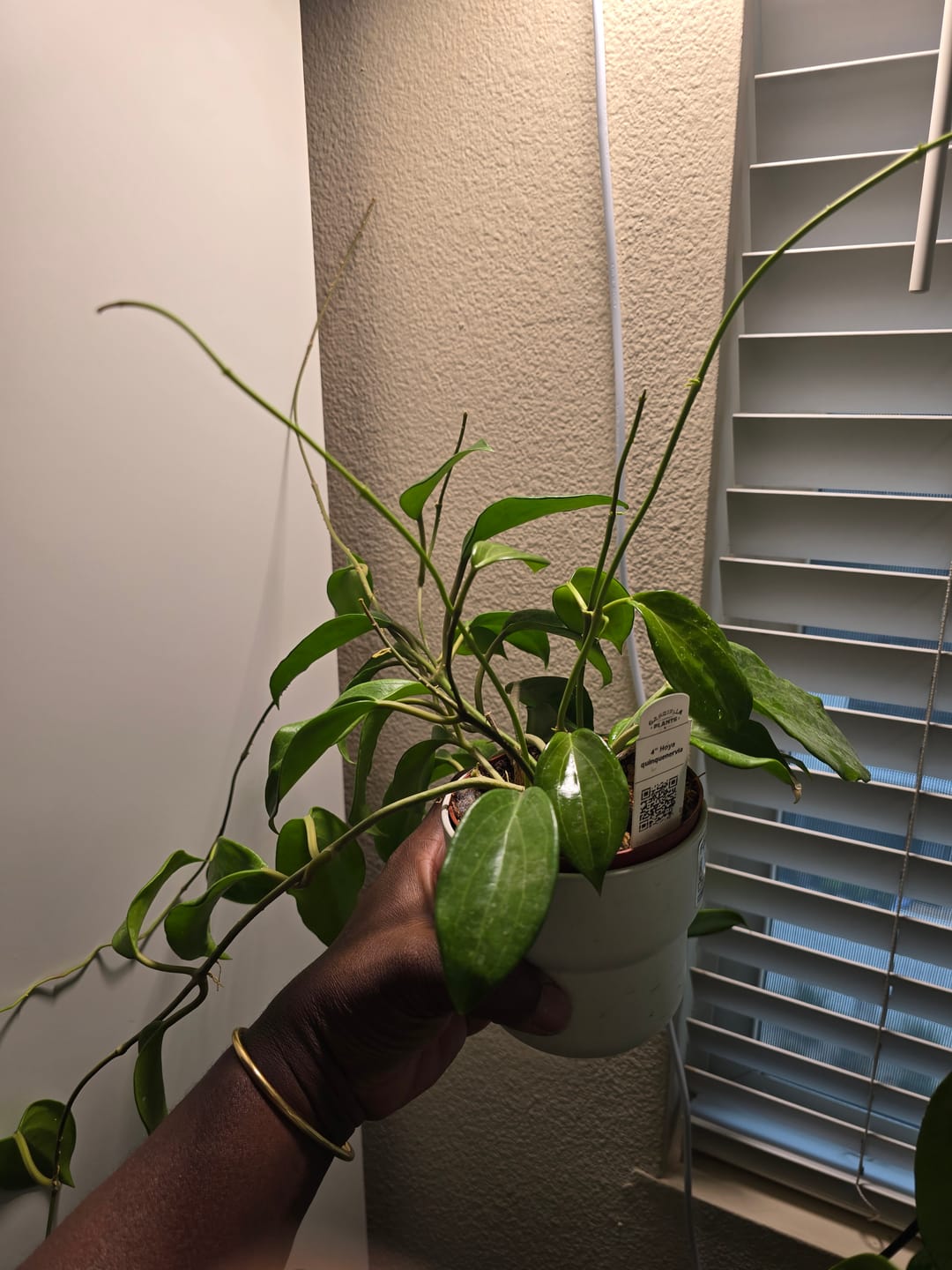 Customer photo review of Hoya quinquenervia
