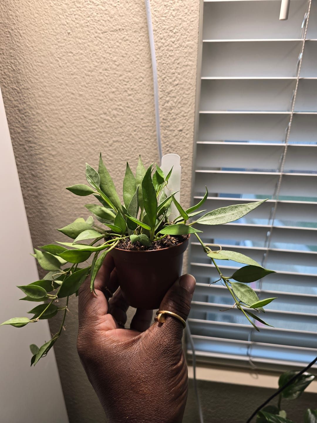 Customer photo review of Hoya lacunosa 'Mint'