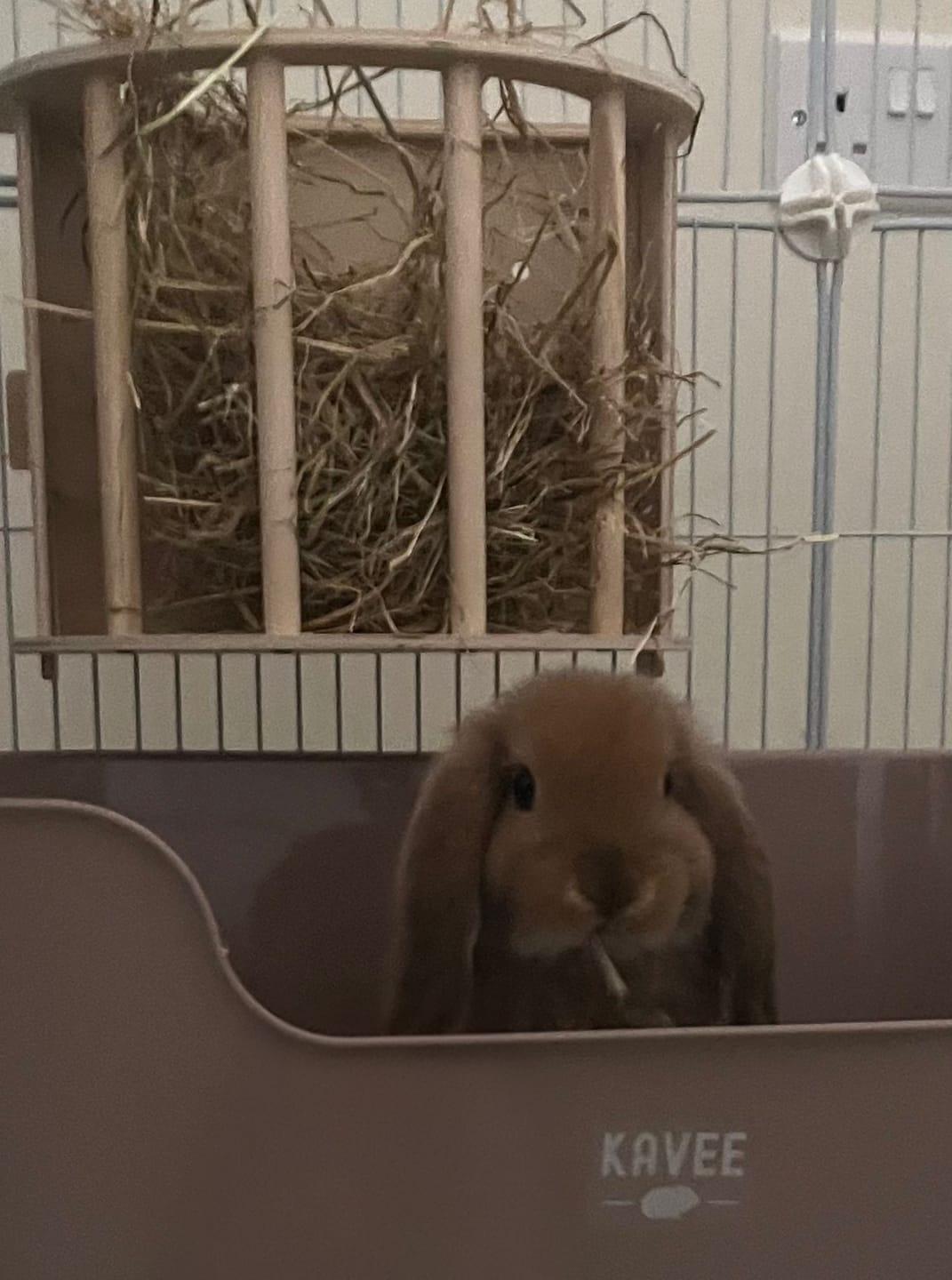 Customer photo review of The Super Pooper For Every Floofer | Litter Tray for Guinea Pigs and Rabbits