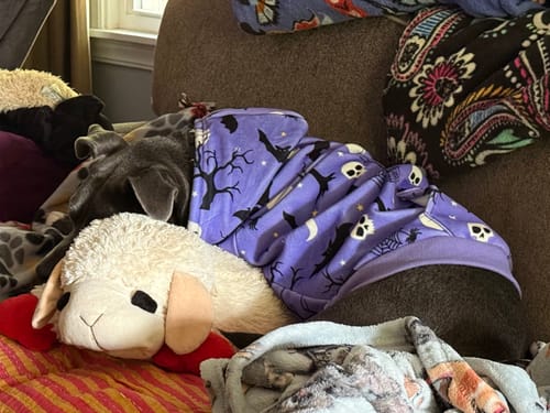 Customer photo review of Halloween Dog Hoodies (Limited Edition)